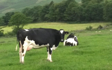 cow grazing near Beckside farm